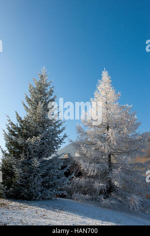 Megeve, Haute Savoie, France. 3rd December, 2016. 'Feels like' temperatures are around minus 4 degrees to 8 degrees centigrade as freezing fog hits the ski resort of Megeve on the day that people flock to the town for the Illumination du Sapin festival this evening. Credit:  Graham M. Lawrence/Alamy Live News. Stock Photo