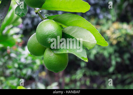 Ripe limes hanging from a tree Stock Photo