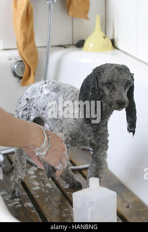 Toy Poodle in dog's salon
