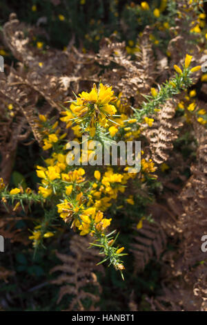Ulex,commonly known as gorse, furze or whin. Stock Photo