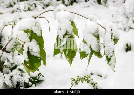 The branches of the bushes, covered with white fluffy snow . Stock Photo