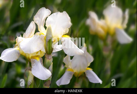 Closeup of the beautiful blossoms of pale yellow iris flowers on a background of garden irises and other flowers. Stock Photo