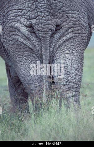 African elephant, Elefant. Stock Photo
