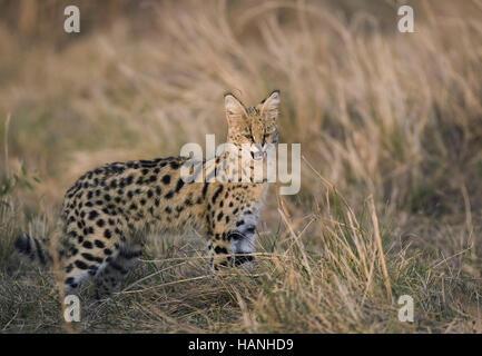 Serval, Felis Serval, Leptailurus serval Stock Photo