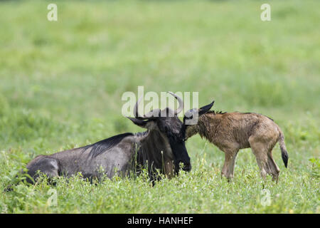 Wildebeest Stock Photo