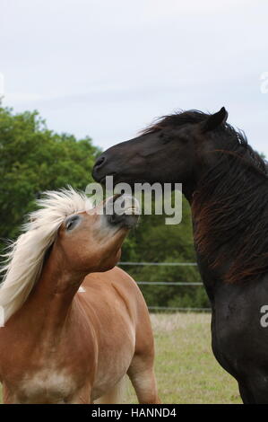 Friesian Horse and Haflinger Stock Photo