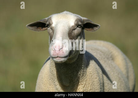 Domestic Sheep Stock Photo