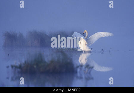 Whooper Swan / Singschwan