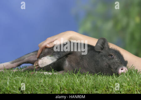 Mini Pig Hausschwein Minischwein Stock Photo 283282901 Alamy