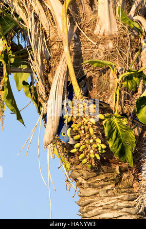 Hyacinth Macaw / Hyazinthara Stock Photo - Alamy