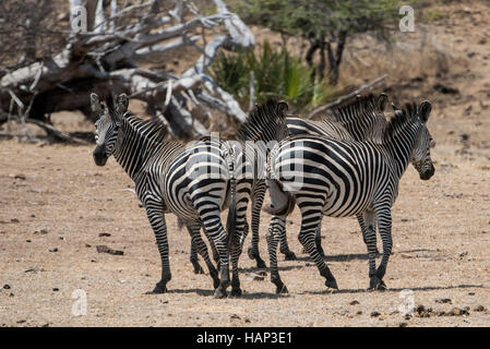 Zebra running Stock Photo