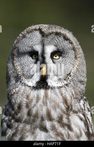 Bartkauz, strix nebulosa, European Grey Owl Stock Photo