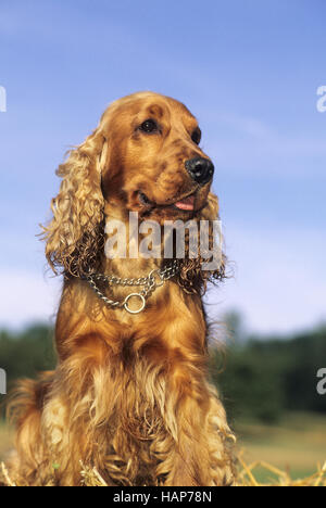 Cocker Spaniel Stock Photo