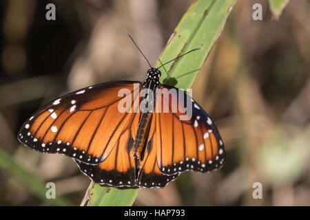 A Soldier butterfly, Danaus eresimus, warms up in the morning sun on a blade of grass. Stock Photo