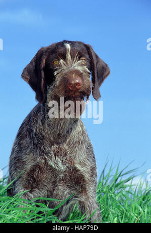 German Wirehaired Pointer Stock Photo