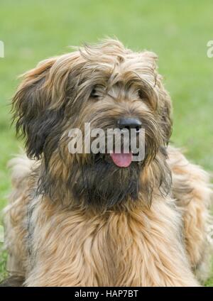 Briard, Berger de Brie Stock Photo