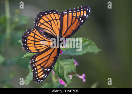A bright orange Viceroy butterfly, Limenitis archippus, perching on a flower. Stock Photo