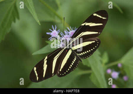 A perfect Zebra Longwing butterfly perches on a Blue Mistflower and takes a sip of nectar. Stock Photo