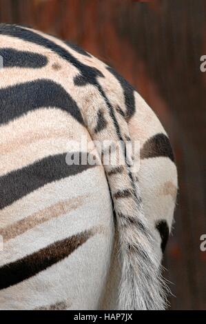 Zebra, Zebradetail, Detail Stock Photo