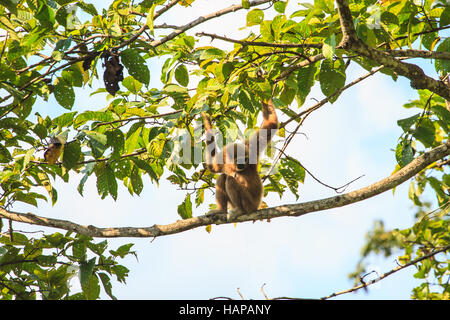 white hand  gibbon sitting on a tree's branch in forest Stock Photo