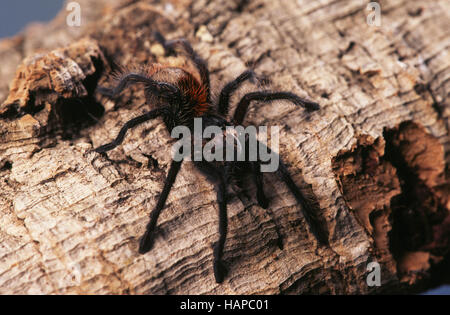 Tarantula Spider Vogelspinne Stock Photo Alamy