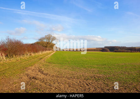 Hawthorn hedgerow with red berries by a grassy footpath and a seedling cereal crop in the Yorkshire wolds landscape Stock Photo