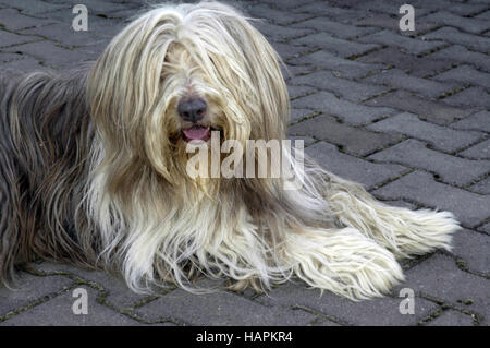 Beardet Collie (Canis lupus familiaris) Stock Photo