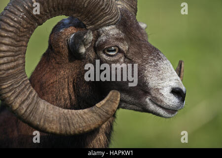 Mufflon, (Ovis ammon), moufflon Stock Photo