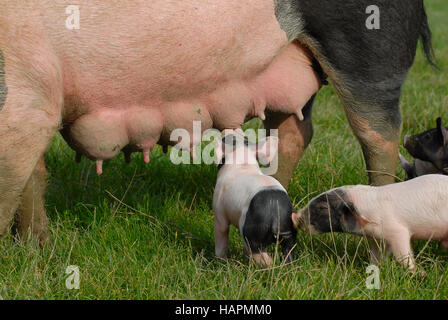 Swabian Pig, German Breed Stock Photo