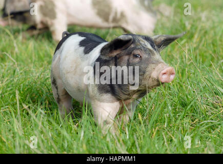 Swabian Pig, German Breed Stock Photo