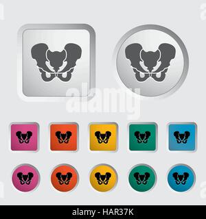 Anotomy Pelvis icon. Vector illustration. Stock Vector