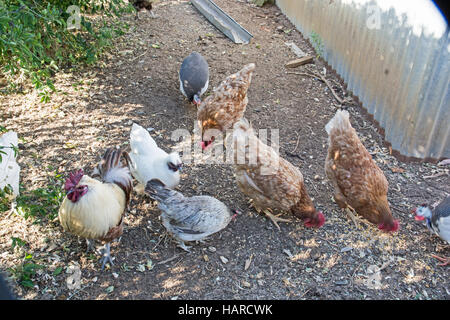 A Variety of Chickens  Feeding on Grain Stock Photo