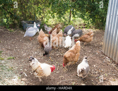 A Variety of Chickens and Guineafowl  Feeding on Grain Stock Photo