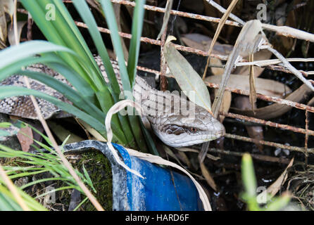 Blue Tongue Lizard Hiding in Garden Waste Stock Photo