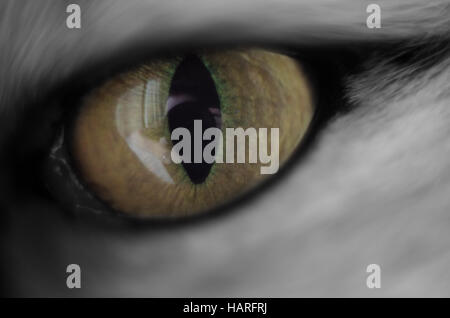 cats eye close up, photographer in reflection Stock Photo