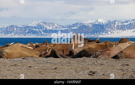 Large group of walruses (Odobenus rosmarus) resting on beach at Poolepynten in Prins Karls Forland, Svalbard / Spitsbergen in the Barents Sea Stock Photo