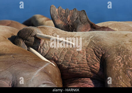 Walruses (Odobenus rosmarus) resting on beach at Poolepynten in Prins Karls Forland, Svalbard / Spitsbergen in the Barents Sea Stock Photo