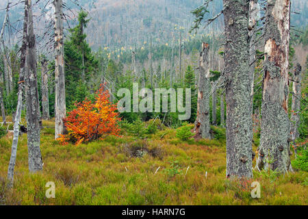 Killed spruce trees afflicted by European spruce bark beetle (Ips typographus L.) infestation on Rachel mountain, Bavarian Forest National Park Stock Photo