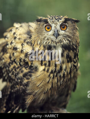 Uhu, Bubo, Eagle owl Stock Photo