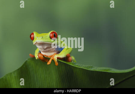 Red-eyed Tree Frog