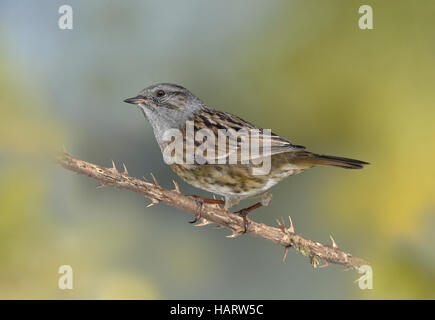Dunnock - Prunella modularis Stock Photo