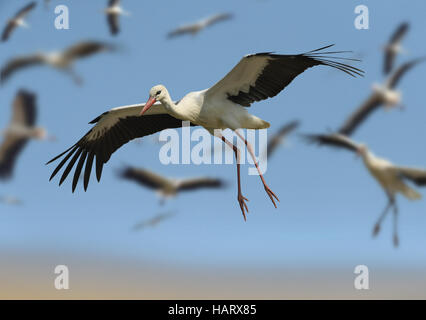 White Stork - Ciconia ciconia Stock Photo