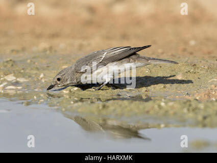 Spotted Flycatcher - Muscicapa striata Stock Photo