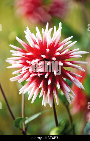 Dahlia, Pfitzers Joker Stock Photo