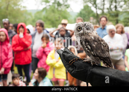 Silent Wings Raptor Rehab and Education of New York presents live bird demonstration at Austerlitz, NY Blueberry Festival. Stock Photo