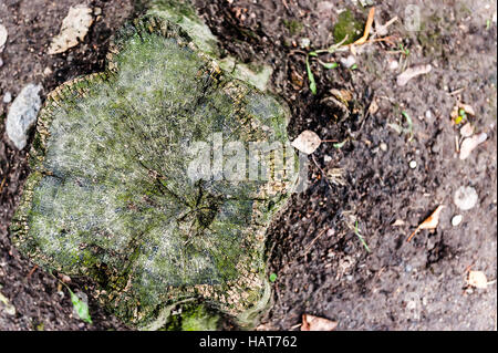 top view old stump on outumn background in morning sunshine day Stock Photo