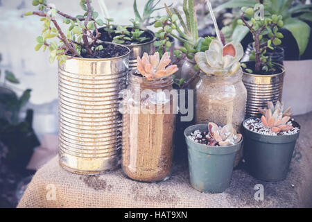 succulents in rustic tins, Eco and reuse concept Stock Photo