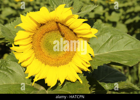 Sunflower Stock Photo