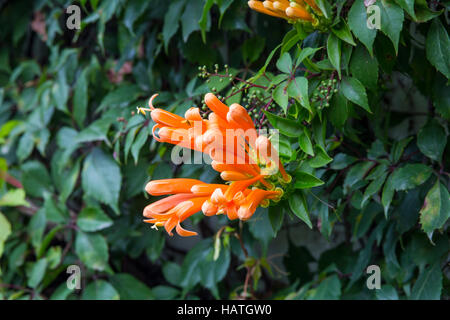 Trumpet honeysuckle vine with orange bloom Stock Photo