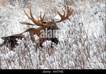 Bull moose in a snowy field Stock Photo